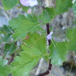 Teucrium lucidum Frunză