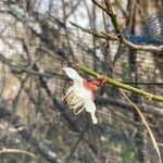 Prunus mume 花