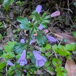 Clinopodium grandiflorum Other