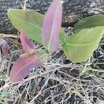 Syzygium guineense Folha