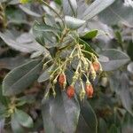 Arbutus unedo Other