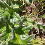 Cirsium echinatum 葉