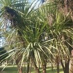 Cordyline australis 叶