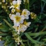 Sisyrinchium striatum Flower