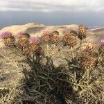 Cynara cardunculusYeri