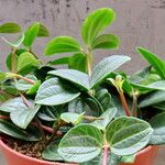 Peperomia quadrangularis Leht