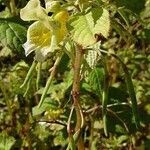 Impatiens noli-tangere عادت