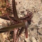 Aloe rupestris Leaf