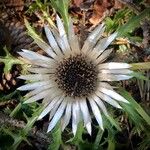 Carlina acaulisFlower