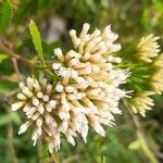 Pluchea dodonaeifolia Flor