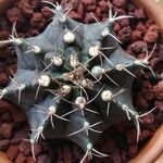 Gymnocalycium mihanovichii 叶