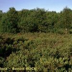 Myrica gale Habit