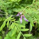 Vicia cassubica ഇല