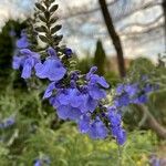 Salvia azurea 花