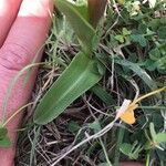 Anacamptis collina Frunză