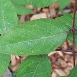 Aralia spinosa Blatt