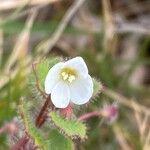 Veronica cymbalaria Květ