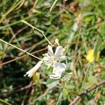 Anthericum ramosum Fleur