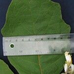 Solanum torvum Lehti