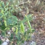 Zygophyllum fabago Fruit