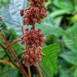 Laportea interrupta 花