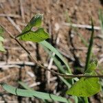 Ipomoea obscura Žievė