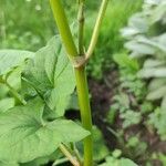 Fagopyrum tataricum বাকল