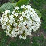 Viburnum lantana Blomst