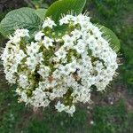 Viburnum lantana Цвят