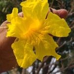 Handroanthus ochraceus Flower