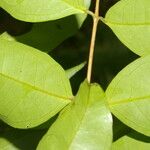 Eugenia oerstediana Leaf