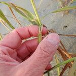 Phragmites karka Habitus