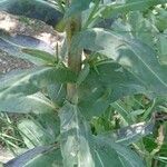 Isatis tinctoria Feuille