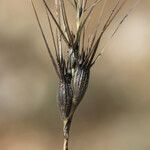 Aegilops biuncialis 果実