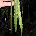 Lockhartia acuta Fuelha