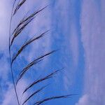 Aristida adscensionis Flower