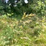 Avenula pubescens Flower