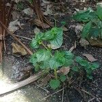 Peperomia pellucida Blad