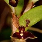 Bulbophyllum betchei 整株植物