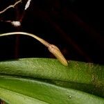 Bulbophyllum samoanum പുഷ്പം