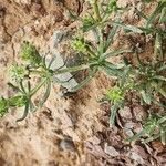 Pteranthus dichotomus Bark