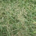 Eragrostis barrelieri 葉