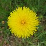 Hypochaeris radicata Flower