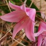 Crinum × powellii Flower