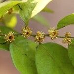Drypetes gerrardii Flower