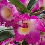 Dendrobium nobileΛουλούδι