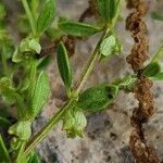 Callipeltis cucullaris Leaf