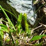 Selaginella selaginoides Õis