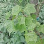 Acer capillipes List