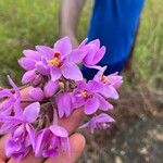 Spathoglottis portus-finschii Kwiat